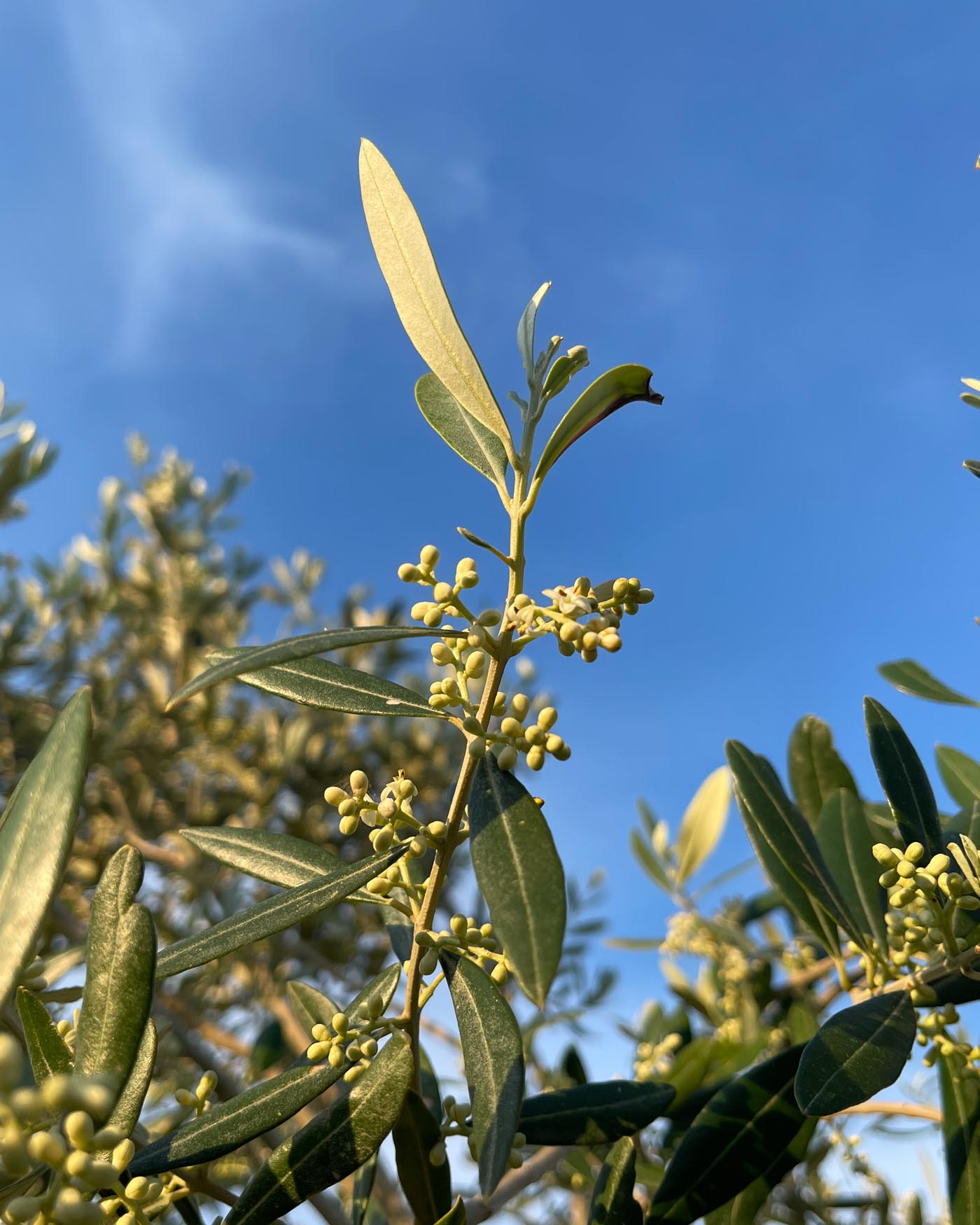 http://exauoliveoil.com/cdn/shop/articles/olive-inflorescence-and-pollination.jpg?v=1676742159