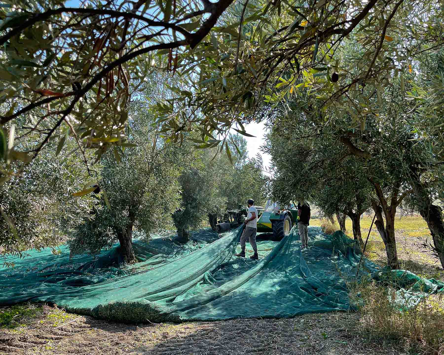 Olive Inflorescence and Pollination – EXAU Olive Oil