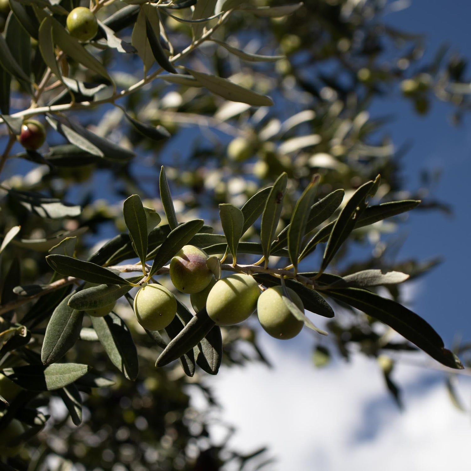 italian-extra-virgin-olive-oil