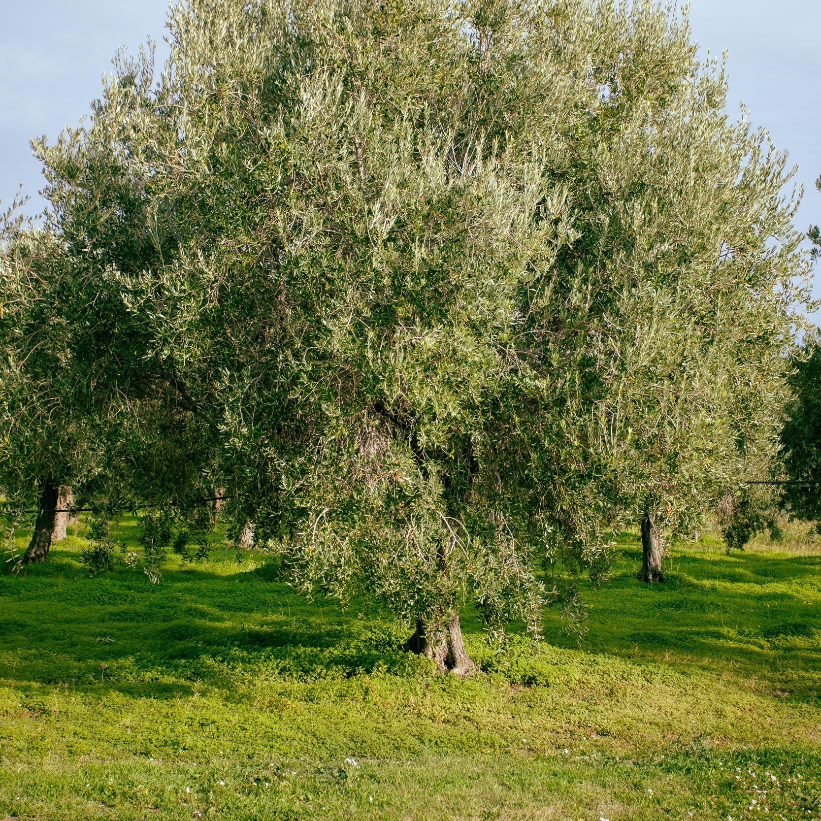 Tuscan Olive Oil: The Marketing, the Reality, and the Cultivars