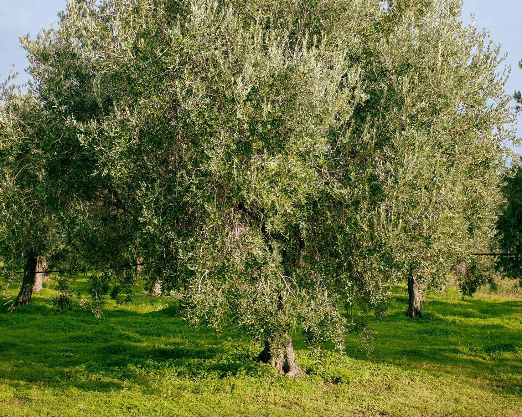 Why Small Farms Often Aren't Organic Certified (And What That Really Means)