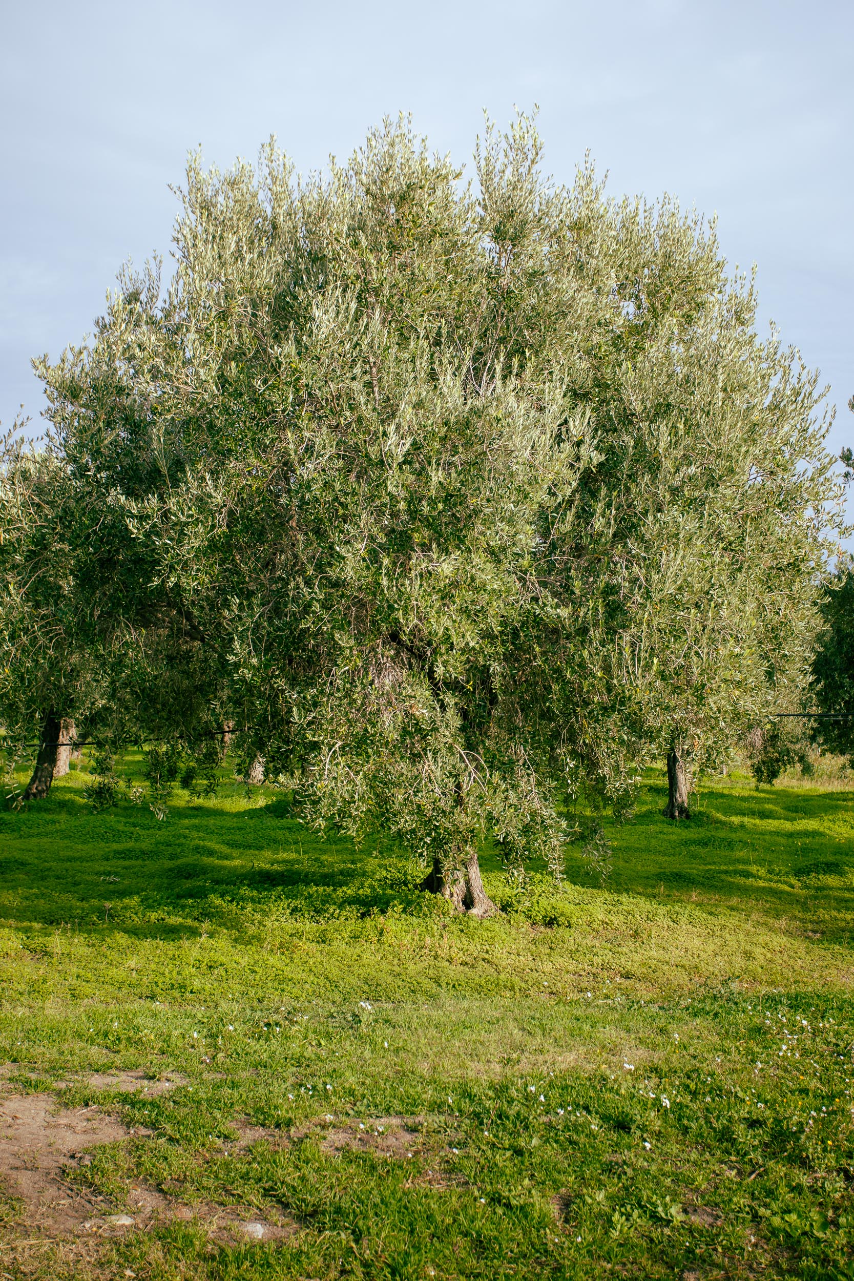 Why Small Farms Often Aren't Organic Certified (And What That Really Means)