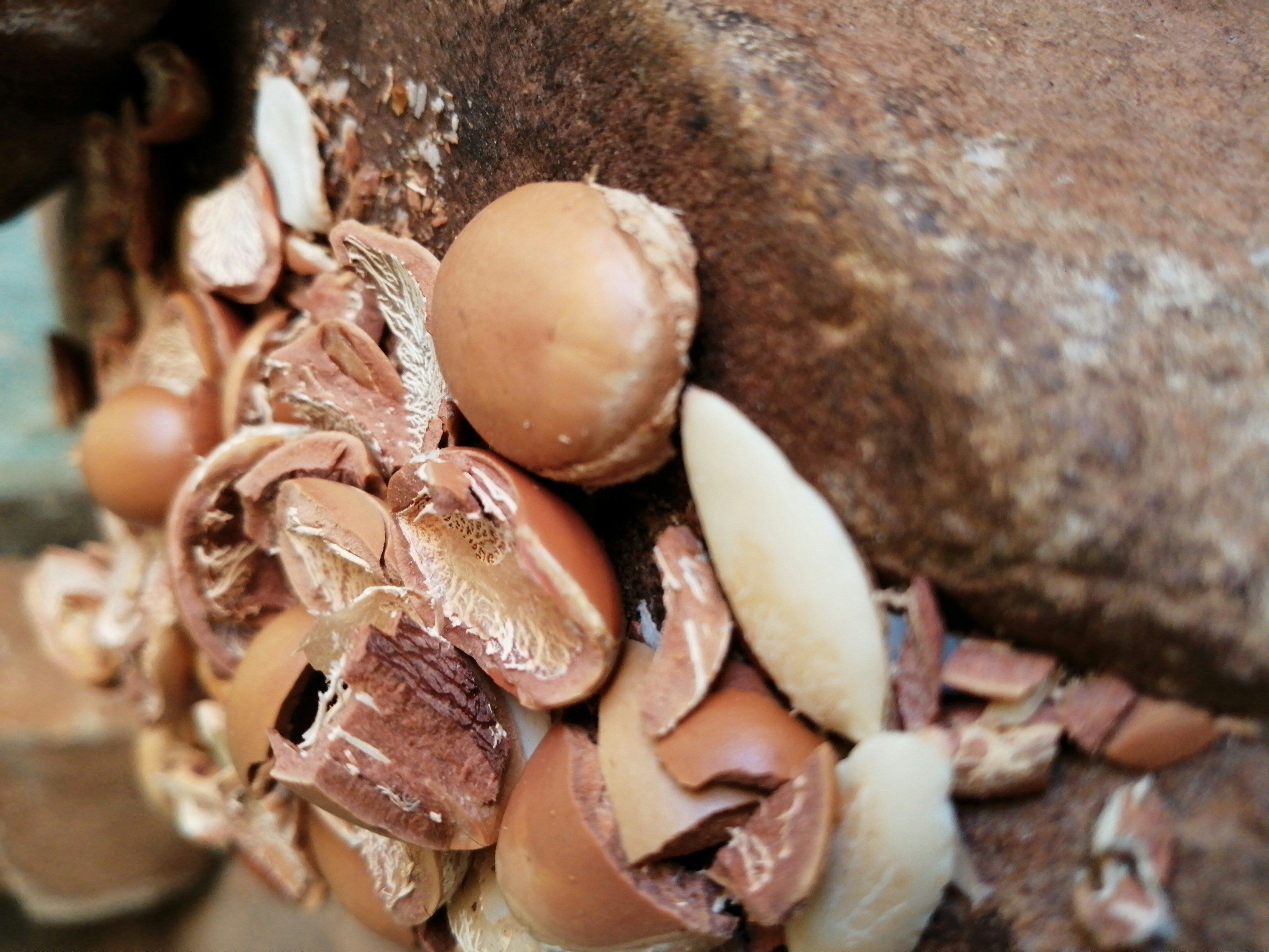 Argan Oil vs. Olive Oil for Skin: Which Is Better?