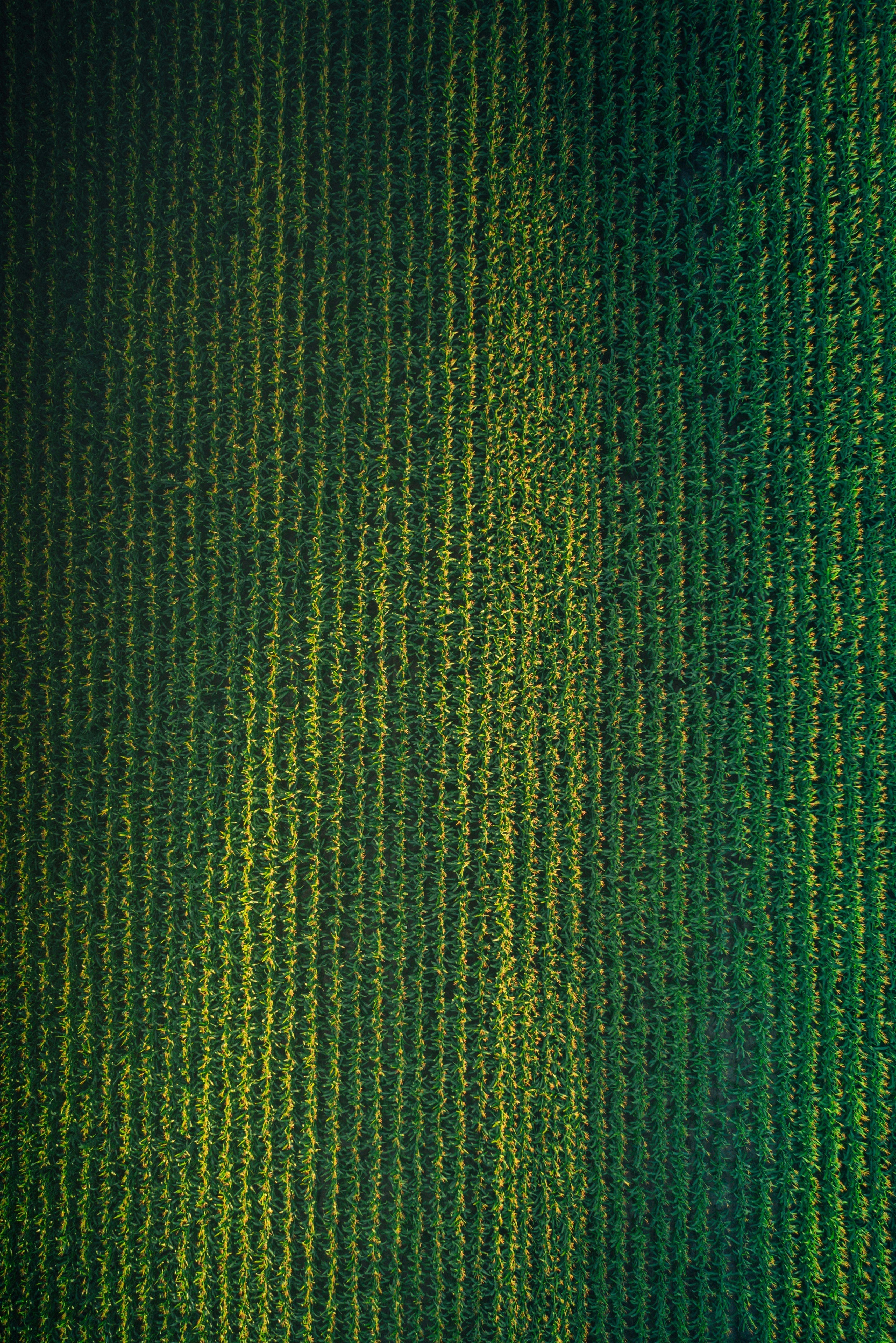 Corn Oil vs. Olive Oil: Why One is the Clear Winner