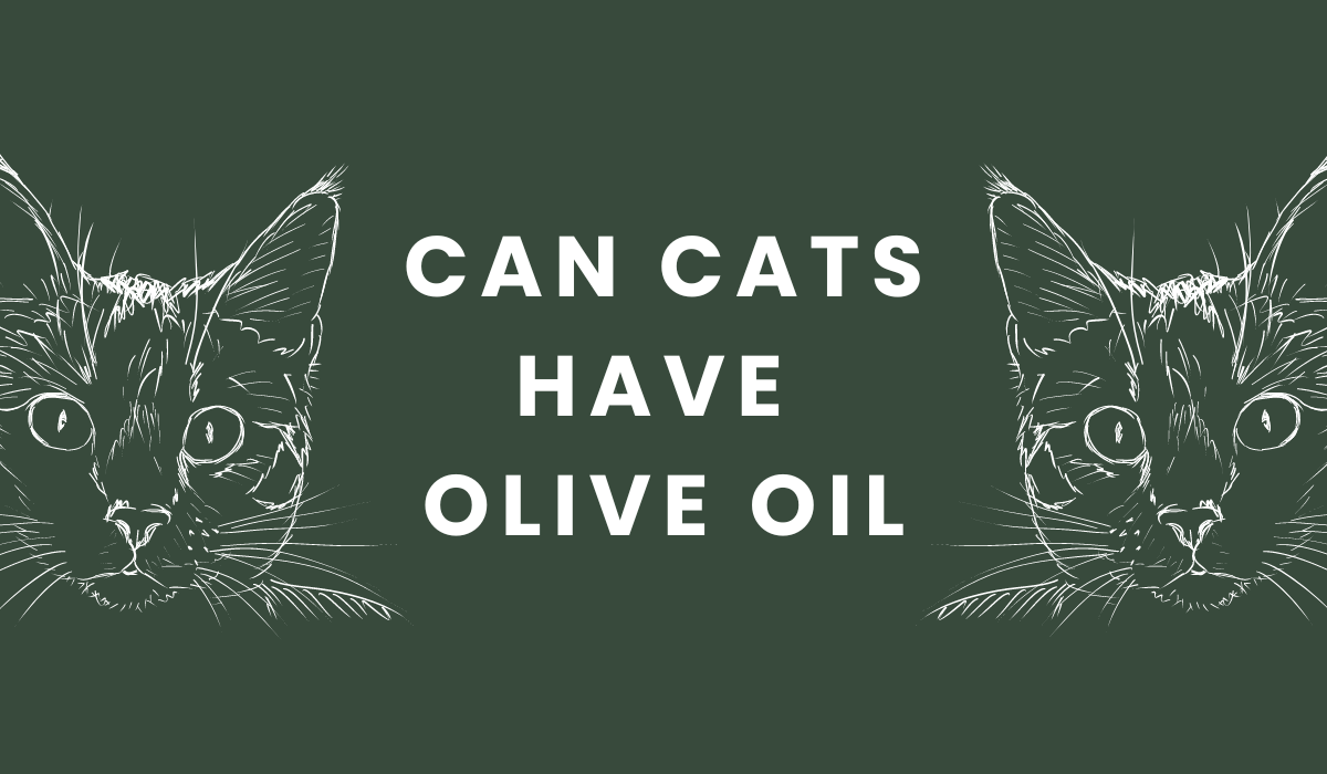 Can Cats Have Olive Oil?