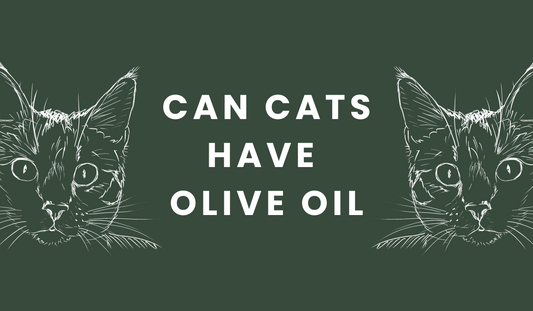 Can Cats Have Olive Oil?