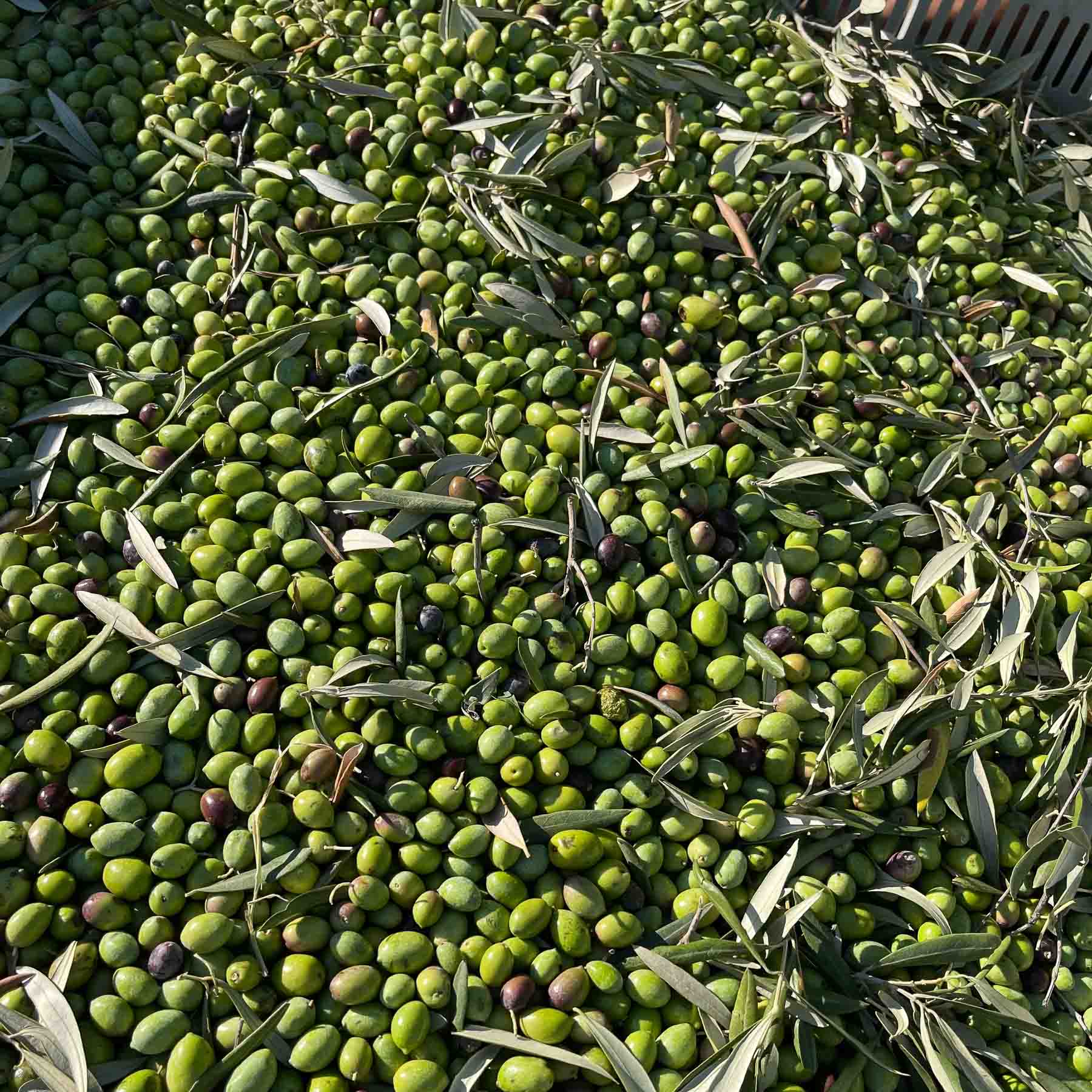 Olive Oil vs. Vegetable Oil: Which Is Actually Healthier?
