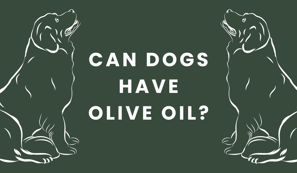 can dogs have olive oil