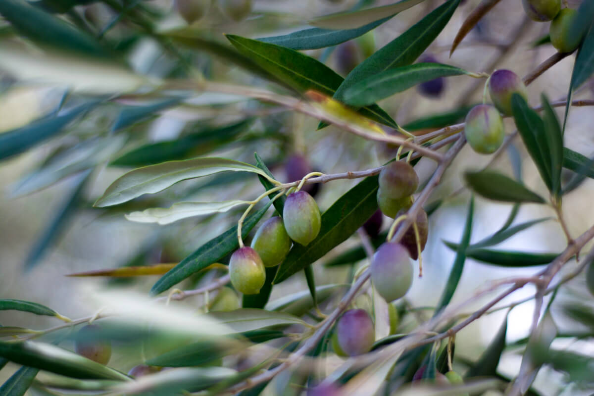 The History of the Olive: From Wild Fruit to Liquid Gold