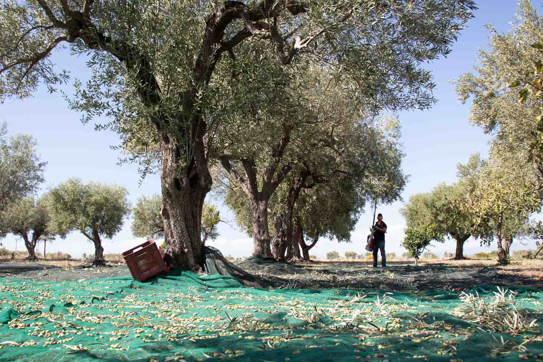 how-extra-virgin-olive-oil-is-made