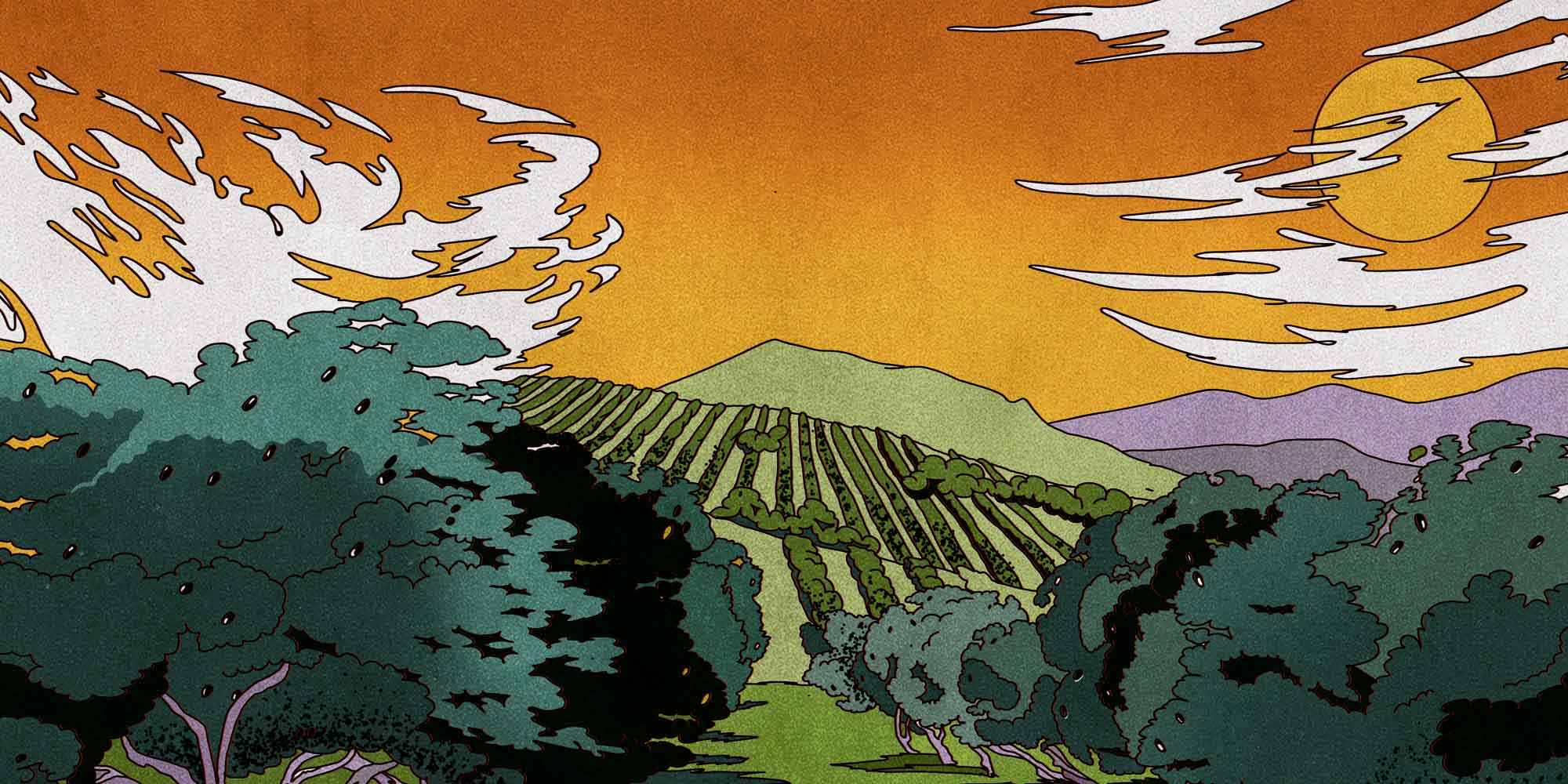 What Is Calabrian Olive Oil? Cultivars, Terroir, and Why It Matters