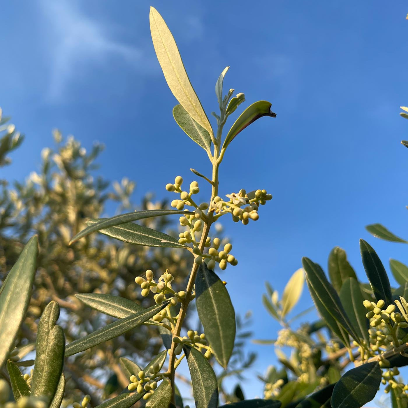 olive-inflorescence-and-pollination