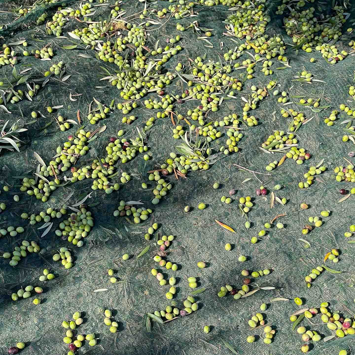 Oleocanthal in Olive Oil: The Compound That Works Like Ibuprofen