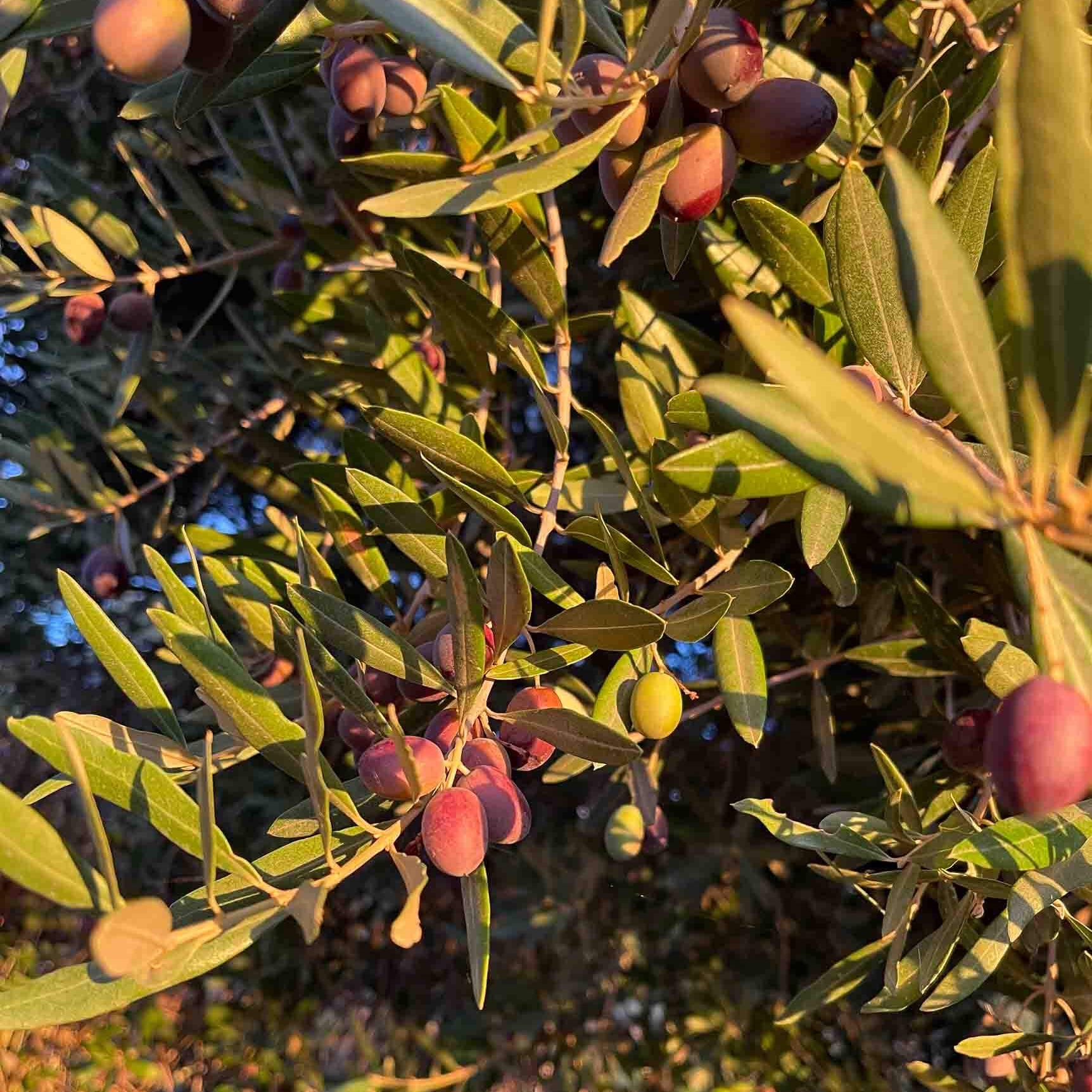 purple olives on a branch