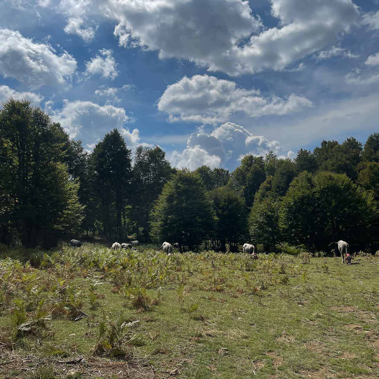 Ghee vs. Olive Oil: Which Is Healthier?