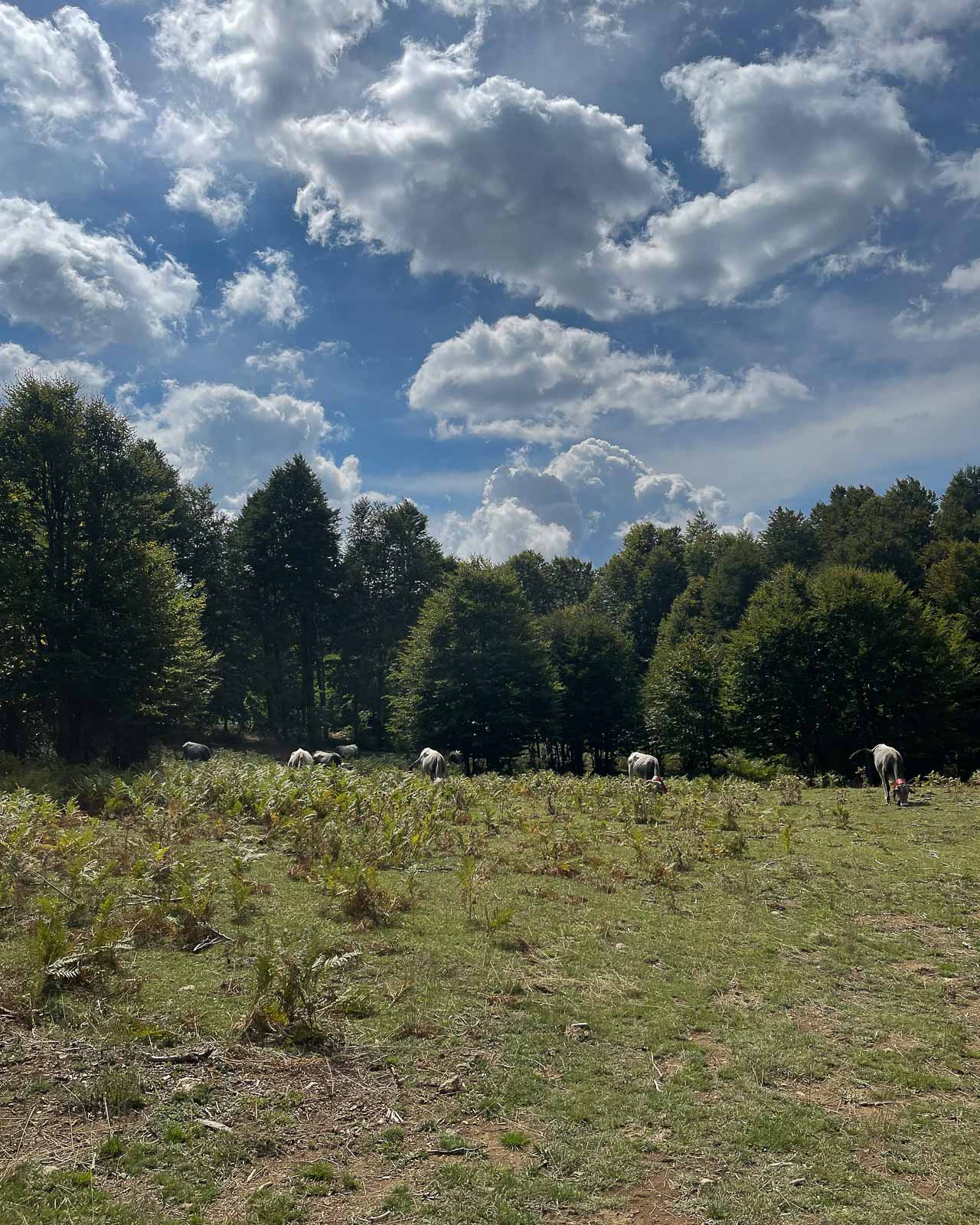 Ghee vs. Olive Oil: Which Is Healthier?