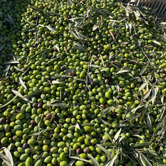 the-truth-about-olive-oil-from-italy