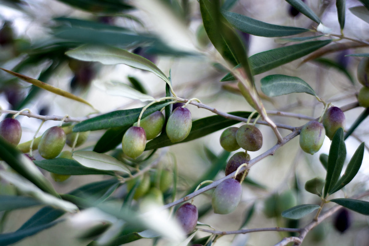 Single Origin Italian Extra Virgin Olive Oil Groves on the Ionian Coast of Calabria, Italy