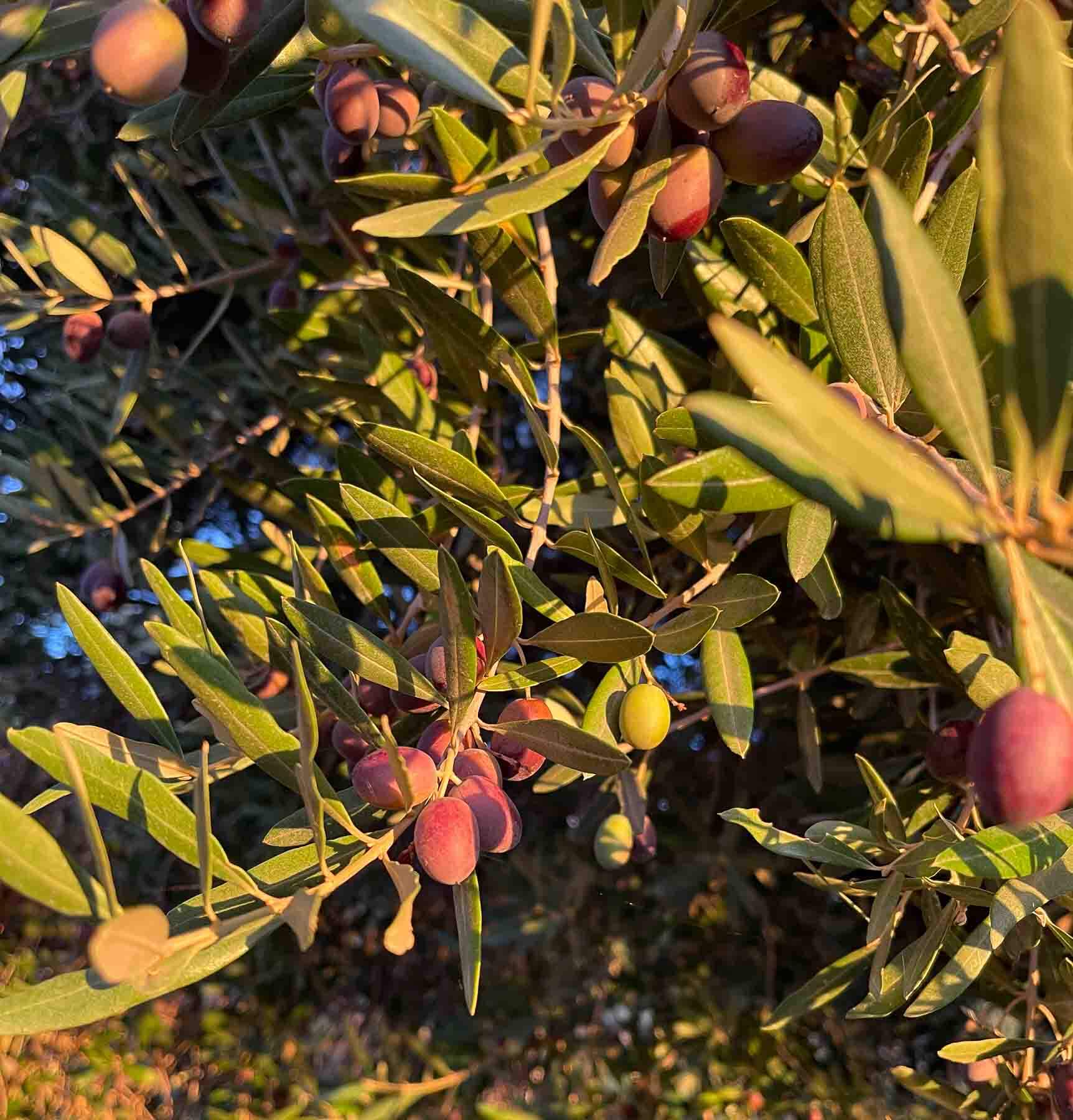 purple olives on a branch